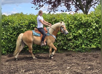 Haflinger, Caballo castrado, 3 años, 149 cm, Alazán