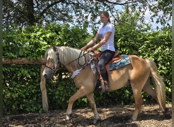 Haflinger, Caballo castrado, 3 años, 149 cm, Alazán