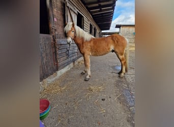 Haflinger, Caballo castrado, 3 años, 150 cm