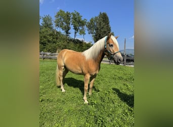 Haflinger, Caballo castrado, 3 años, 151 cm, Alazán