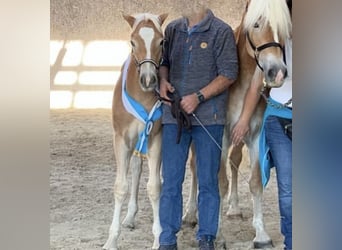 Haflinger, Caballo castrado, 3 años, 152 cm, Alazán