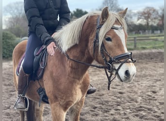 Haflinger, Caballo castrado, 3 años, 152 cm, Alazán