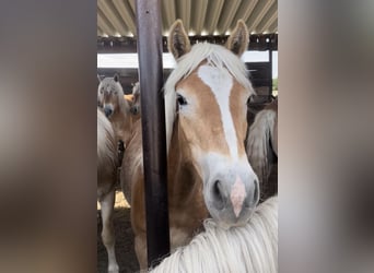 Haflinger, Caballo castrado, 3 años, 152 cm, Alazán