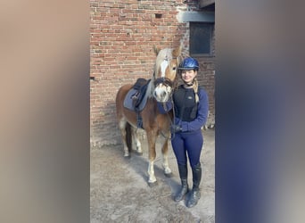 Haflinger, Caballo castrado, 3 años, 152 cm, Alazán