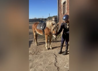 Haflinger, Caballo castrado, 3 años, 152 cm, Alazán
