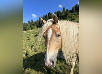 Haflinger, Caballo castrado, 3 años, 152 cm, Alazán