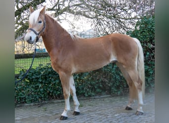 Haflinger, Caballo castrado, 3 años, 152 cm