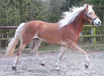 Haflinger, Caballo castrado, 3 años, 152 cm