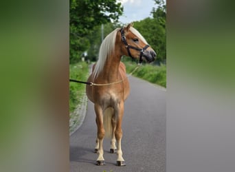 Haflinger, Caballo castrado, 3 años, 152 cm, Palomino