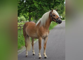 Haflinger, Caballo castrado, 3 años, 152 cm, Palomino