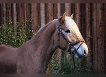 Haflinger, Caballo castrado, 3 años, 153 cm, Alazán rojizo