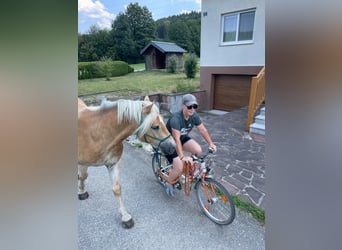 Haflinger, Caballo castrado, 3 años, 153 cm, Alazán rojizo
