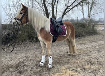 Haflinger, Caballo castrado, 3 años, 153 cm