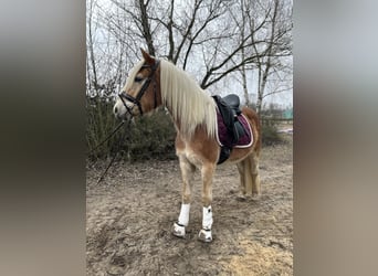 Haflinger, Caballo castrado, 3 años, 153 cm