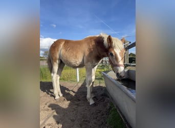 Haflinger, Caballo castrado, 3 años, 153 cm