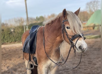 Haflinger, Caballo castrado, 3 años, 153 cm