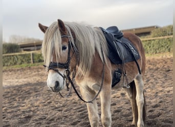 Haflinger, Caballo castrado, 3 años, 153 cm