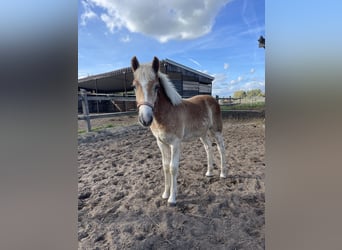 Haflinger, Caballo castrado, 3 años, 153 cm