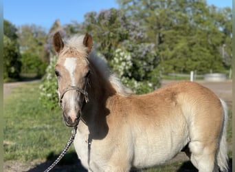 Haflinger, Caballo castrado, 3 años, 153 cm