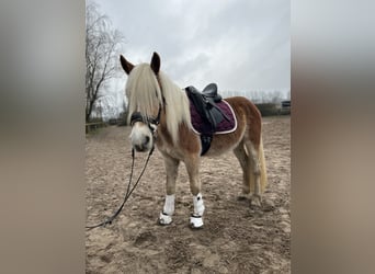 Haflinger, Caballo castrado, 3 años, 153 cm