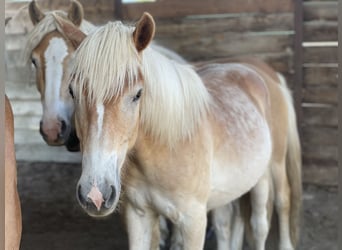 Haflinger, Caballo castrado, 3 años, 153 cm