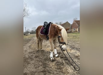 Haflinger, Caballo castrado, 3 años, 153 cm