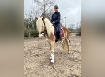 Haflinger, Caballo castrado, 3 años, 153 cm