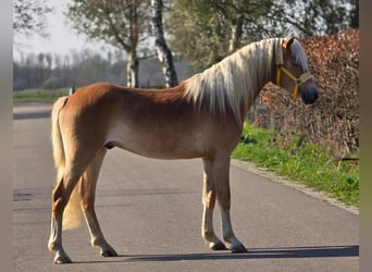 Haflinger, Caballo castrado, 3 años, 153 cm, Palomino