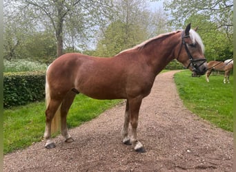 Haflinger, Caballo castrado, 3 años, 155 cm, Alazán