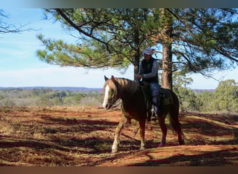 Haflinger, Caballo castrado, 3 años, Alazán-tostado
