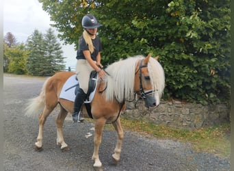 Haflinger, Caballo castrado, 3 años