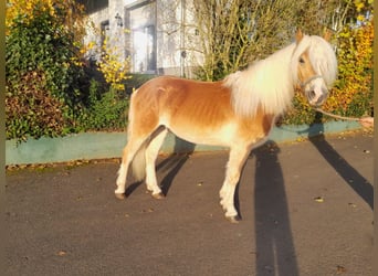 Haflinger, Caballo castrado, 3 años