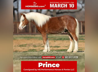 Haflinger, Caballo castrado, 4 años, 142 cm, Alazán rojizo