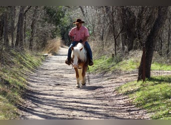 Haflinger, Caballo castrado, 4 años, 142 cm, Alazán rojizo