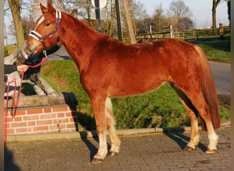 Haflinger Mestizo, Caballo castrado, 4 años, 142 cm