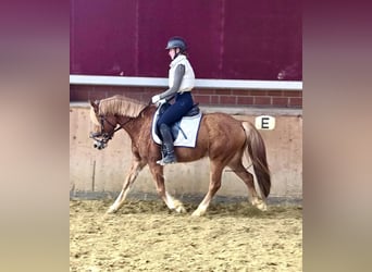 Haflinger Mestizo, Caballo castrado, 4 años, 142 cm