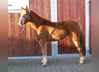 Haflinger Mestizo, Caballo castrado, 4 años, 142 cm