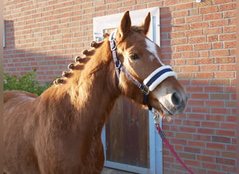 Haflinger Mestizo, Caballo castrado, 4 años, 142 cm