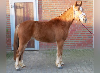 Haflinger Mestizo, Caballo castrado, 4 años, 142 cm