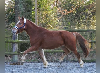 Haflinger Mestizo, Caballo castrado, 4 años, 142 cm