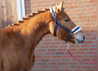 Haflinger Mestizo, Caballo castrado, 4 años, 142 cm