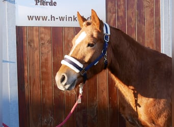 Haflinger Mestizo, Caballo castrado, 4 años, 142 cm