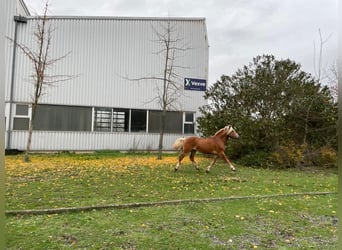 Haflinger, Caballo castrado, 4 años, 143 cm, Alazán