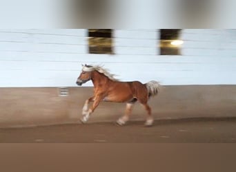 Haflinger, Caballo castrado, 4 años, 143 cm, Alazán