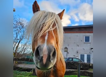 Haflinger, Caballo castrado, 4 años, 143 cm, Alazán