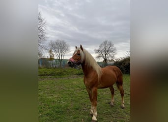 Haflinger, Caballo castrado, 4 años, 143 cm, Alazán