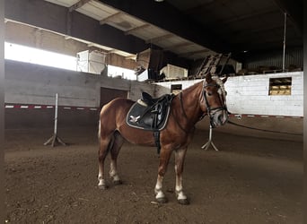 Haflinger, Caballo castrado, 4 años, 143 cm, Alazán