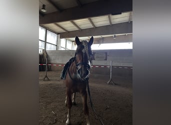 Haflinger, Caballo castrado, 4 años, 143 cm, Alazán