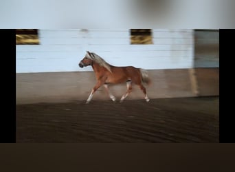 Haflinger, Caballo castrado, 4 años, 143 cm, Alazán