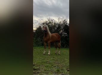 Haflinger, Caballo castrado, 4 años, 143 cm, Alazán